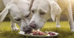 A Importância da Nutrição Canina para a Longevidade e Qualidade de Vida