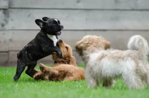 Socialização canina: por que seu cão precisa conviver com outros cães desde filhote
