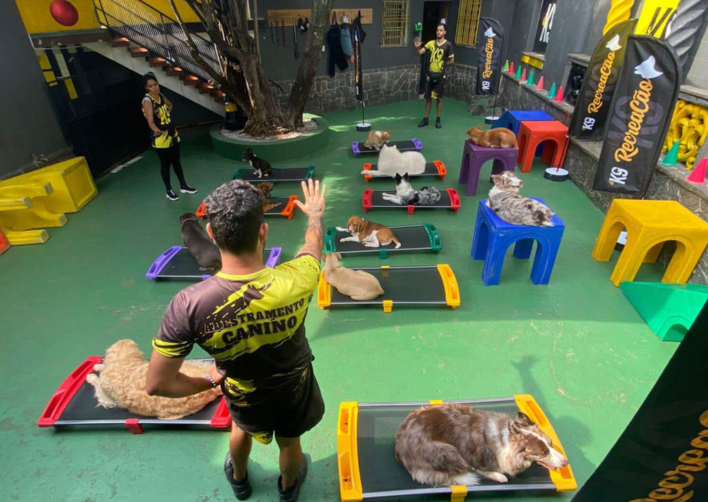 Abrindo uma Creche Canina de Sucesso: Um Guia Completo para Empreendedores Apaixonados por Cães