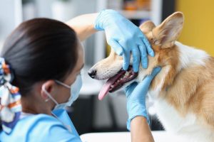 Odontologia Canina