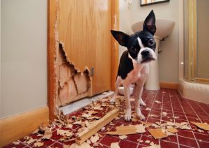 Ansiedade de Separação em Cães: Como Identificar e Aliviar o Sofrimento do Seu Melhor Amigo