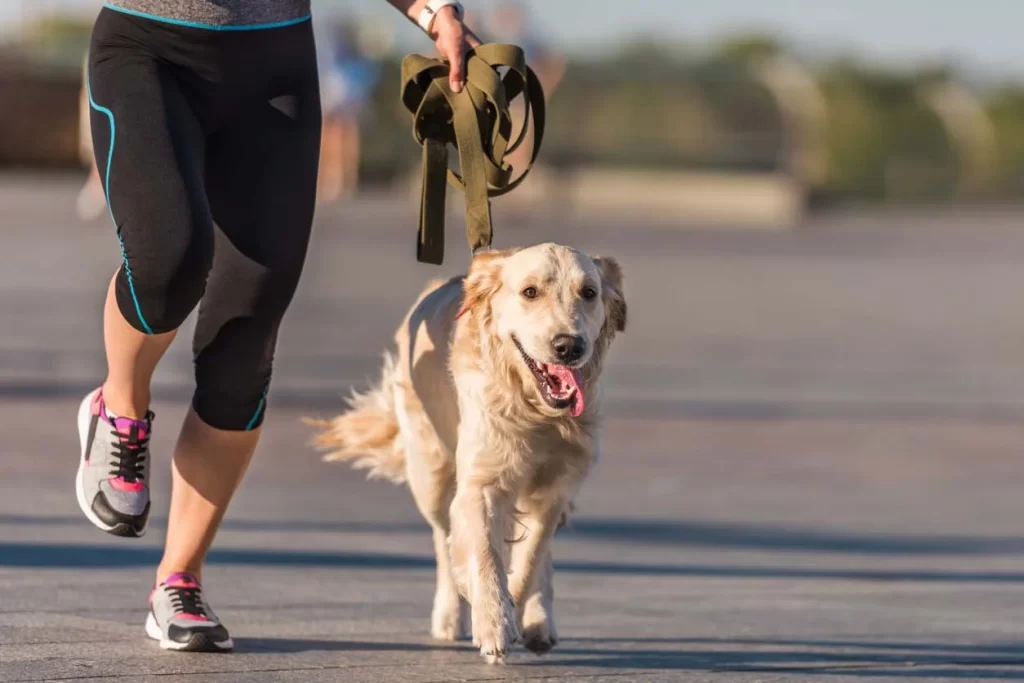 A Importância da Atividade Física para Cães: O Segredo para um Cão Feliz, Equilibrado e Sem Estresse