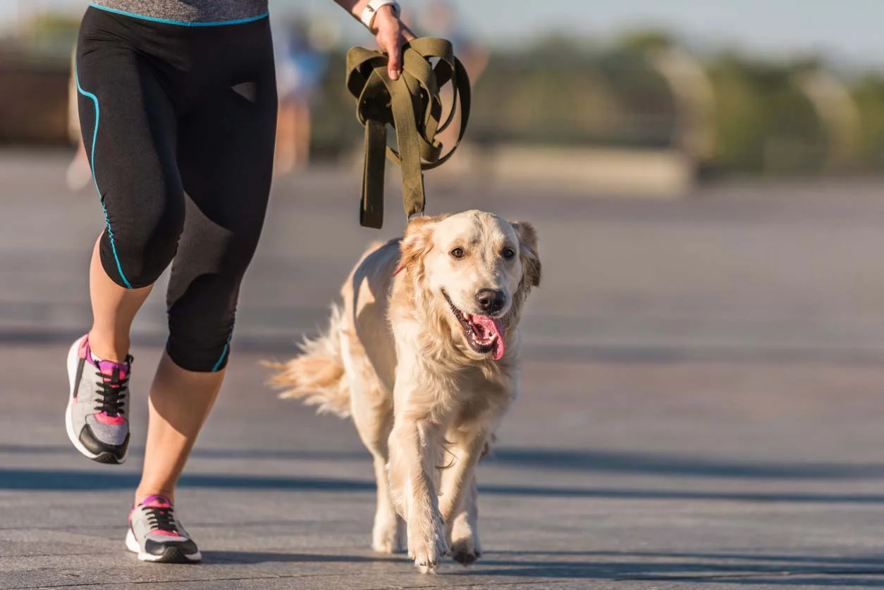 A Importância da Atividade Física para Cães: O Segredo para um Cão Feliz, Equilibrado e Sem Estresse