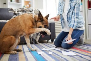 Comportamento canino: como identificar sinais de estresse e ansiedade em cães
