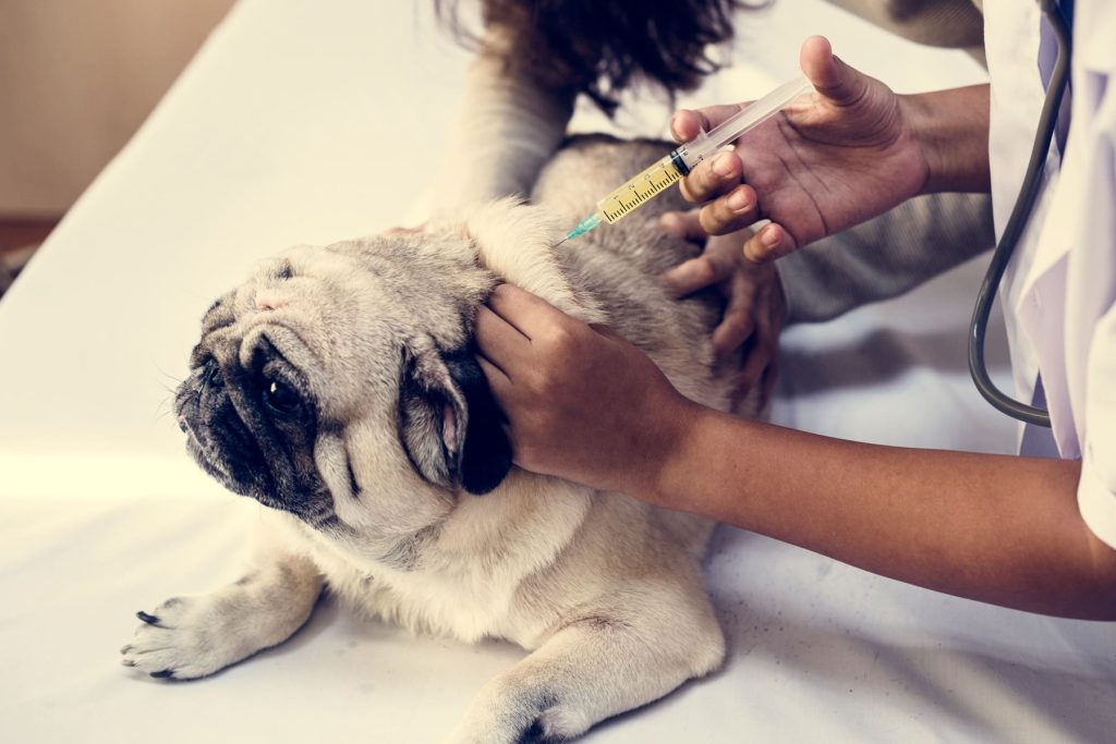 A Importância da Vacinação e Vermifugação Canina: Escudos Essenciais para uma Vida Longa e Saudável