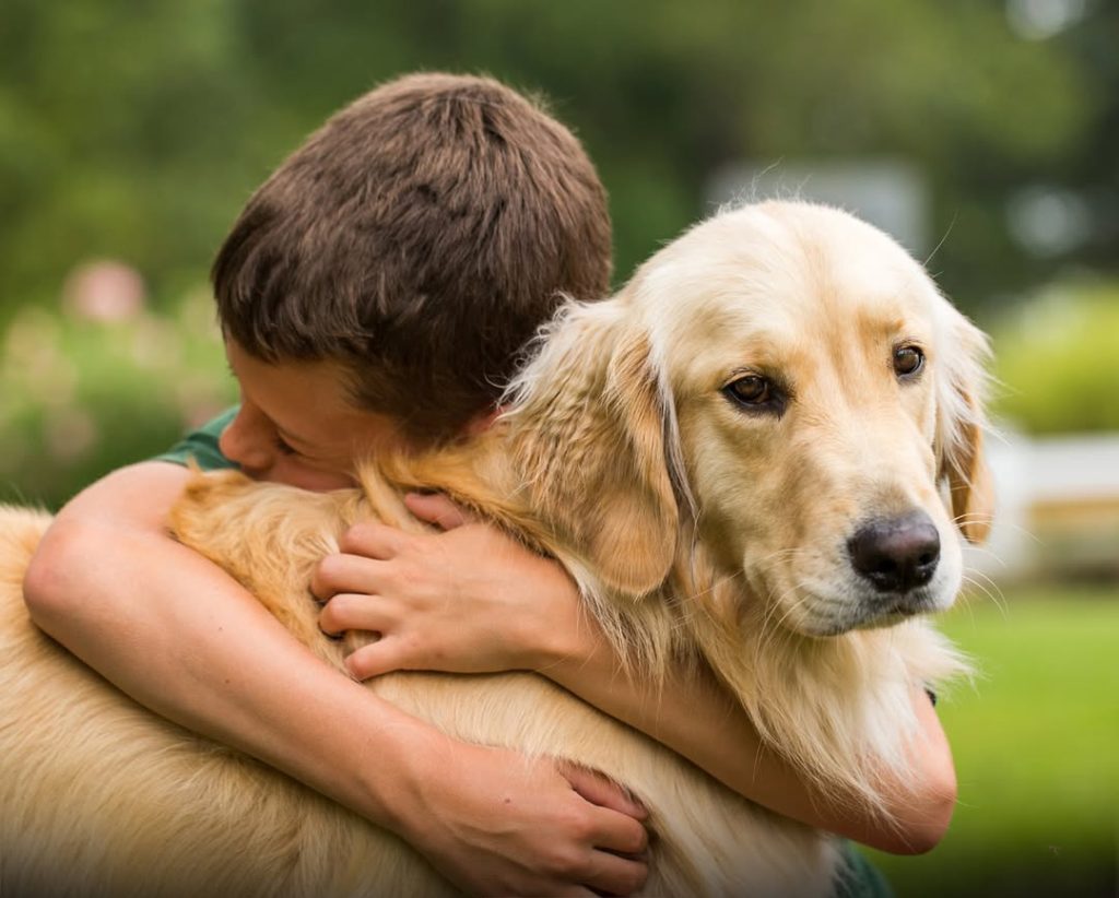 O Inesperado Estudo Que Revela: 82% dos Cães Não Gostam de Ser Abraçados!