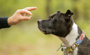 Adestramento Canino: A Chave para uma Vida Harmoniosa e Plena ao Lado do Seu Melhor Amigo
