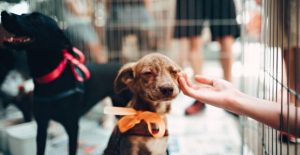 Adoção de Cães: Um Guia Completo para Encontrar e Receber seu Novo Melhor Amigo