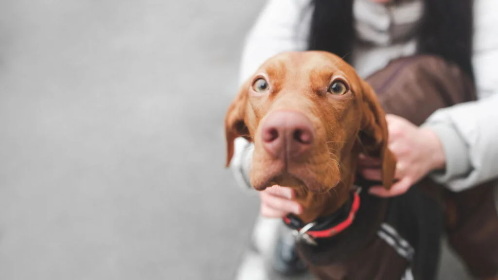 O Erro Silencioso que Ameaça a Saúde dos Cães em Dias Frios: Saiba Como Proteger Seu Melhor Amigo