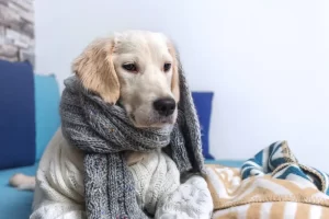 Cães no Inverno: Proteção Essencial para seu Melhor Amigo na Dr.K9