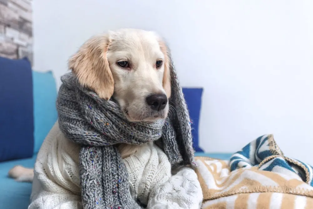 Cães no Inverno: Proteção Essencial para seu Melhor Amigo na Dr.K9
