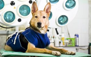 Castração: Um Ato de Amor e Responsabilidade para a Vida do Seu Pet