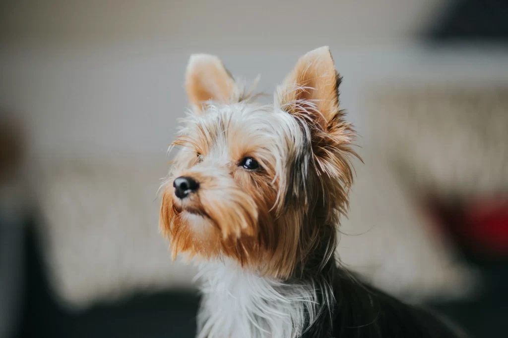 Yorkshire Terrier: Pequeno no Tamanho, Gigante no Carisma