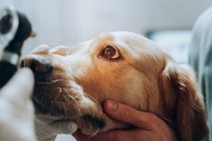 Doenças oculares em pets: como prevenir e cuidar da saúde dos olhos do seu animal de estimação
