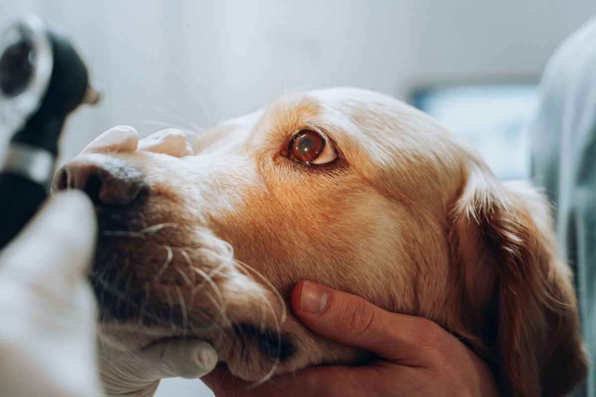 Doenças oculares em pets: como prevenir e cuidar da saúde dos olhos do seu animal de estimação