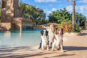 Demanda por hospedagem pet friendly impulsiona novas soluções de seguros para pets e tutores no Brasil