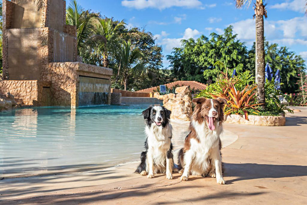 Demanda por hospedagem pet friendly impulsiona novas soluções de seguros para pets e tutores no Brasil