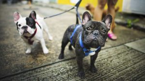 Buldogue Francês: a raça que conquistou o Brasil e o mundo