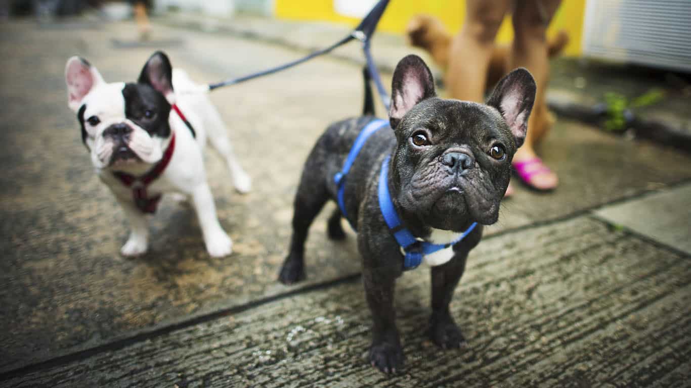 Buldogue Francês: a raça que conquistou o Brasil e o mundo