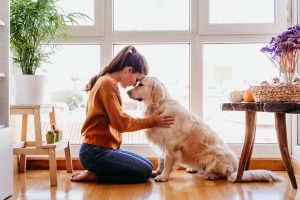 Golden Retriever: História, características e por que ele é o cão perfeito para a família