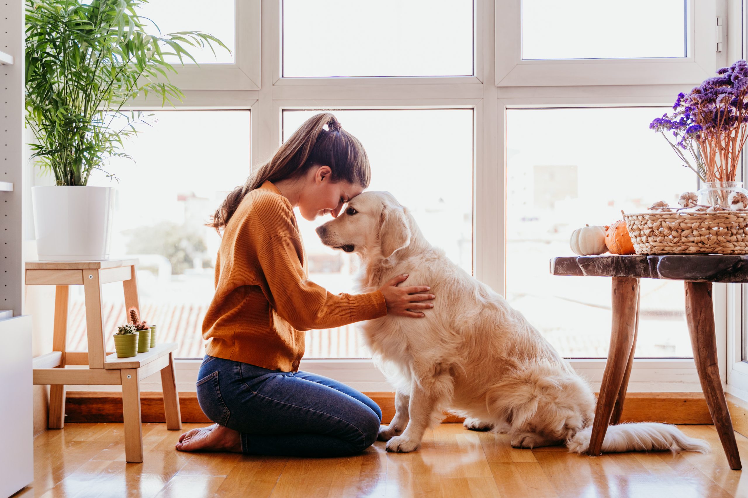 Golden Retriever: História, características e por que ele é o cão perfeito para a família