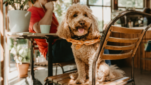 A Revolução Pet Friendly: Como Animais de Estimação Estão Remodelando Cidades e Mercados no Brasil