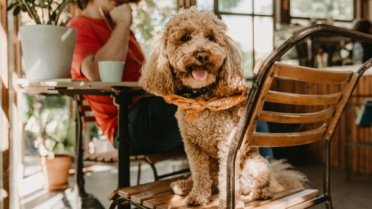 A Revolução Pet Friendly: Como Animais de Estimação Estão Remodelando Cidades e Mercados no Brasil