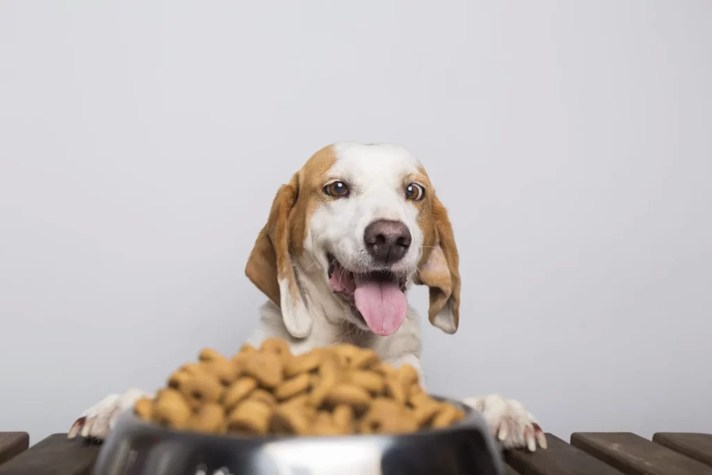 Dietas funcionais para cães cresce 20%