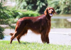 Setter Irlandês: A Exuberância Ruiva que Conquista Corações e Florestas