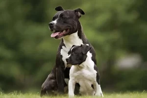 Pitbull: História, Características e Verdades Sobre a Raça