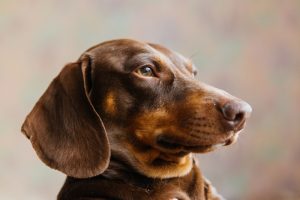 Dachshund: o cão de companhia com raízes de caçador e muitos apelidos