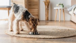 A comida humana que os cães podem comer sem risco à saúde