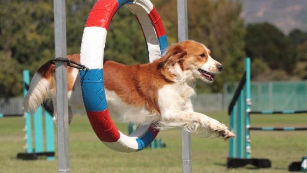 Guia Completo sobre o Enriquecimento Ambiental para Cães: Dicas, Importância e Como Implementar