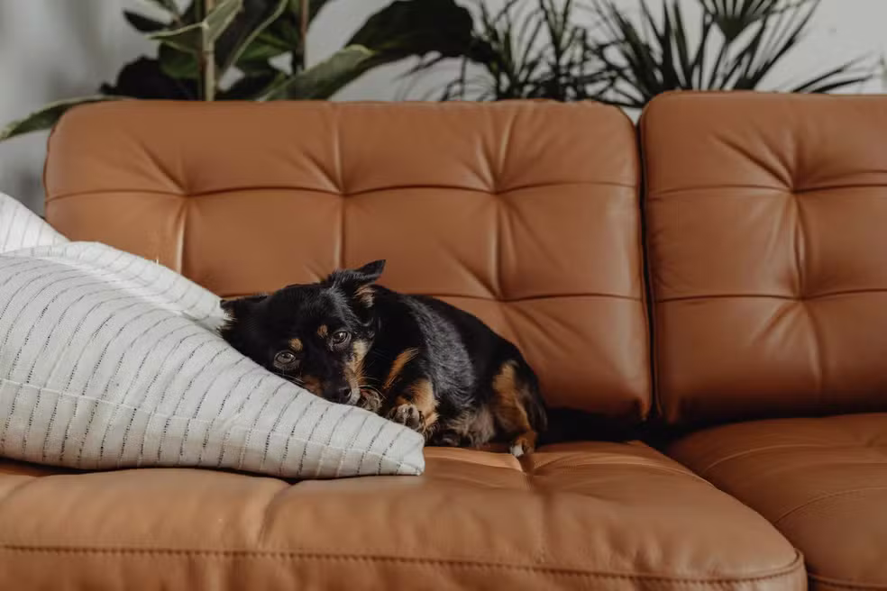 Como escolher tecidos pet-friendly para a sua casa: dicas de arquitetas para quem convive com cães e gatos