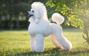 Poodle: Inteligência, Elegância e Companheirismo em uma das Raças Mais Queridas do Mundo
