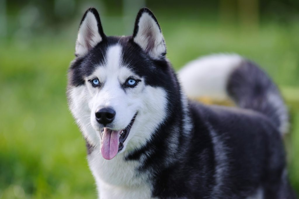 Husky Siberiano: esplendor frio e independência que encantam e exigem cuidados especiais