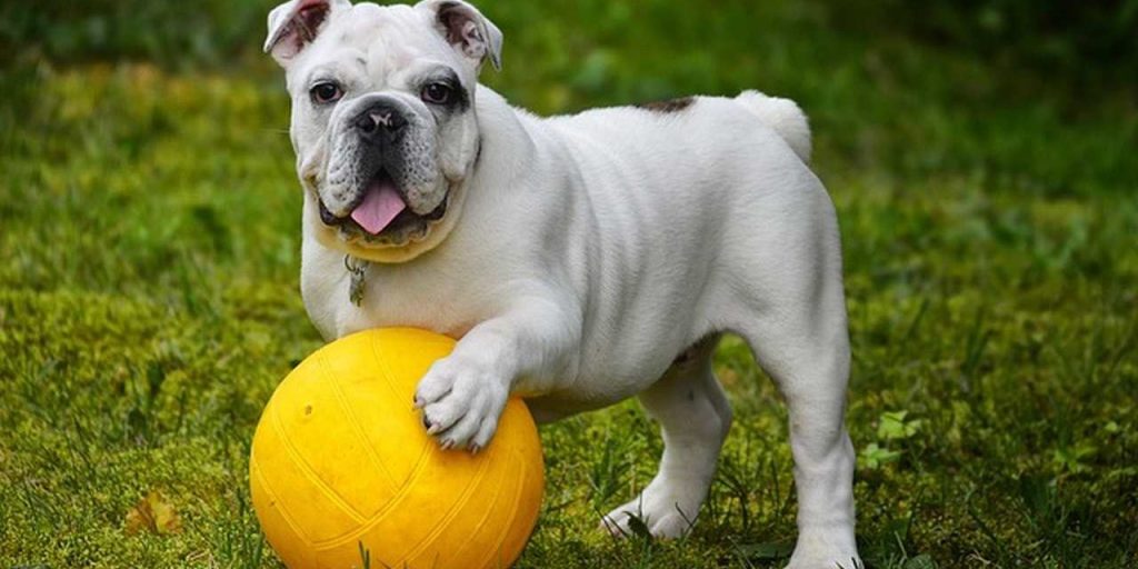 Buldogue-Inglês: a raça símbolo da Inglaterra que conquistou o mundo com sua força e ternura