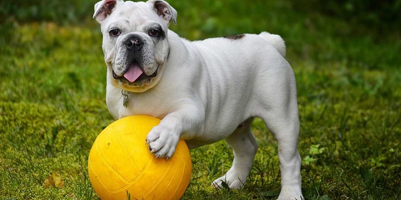 Buldogue-Inglês: a raça símbolo da Inglaterra que conquistou o mundo com sua força e ternura