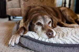 Cão idoso não dorme à noite: causas, diagnóstico e cuidados para noites tranquilas