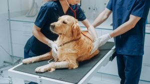 Câncer em Pets: O Que Esperar Após o Diagnóstico e Como Cuidar do Seu Animal