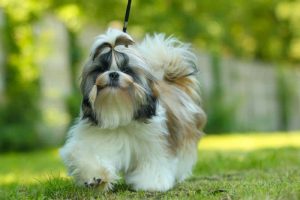 Saúde em dia: os principais cuidados com o Shih Tzu para garantir uma vida longa e feliz