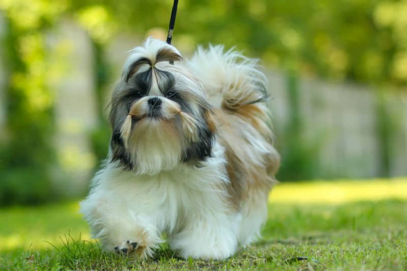 Saúde em dia: os principais cuidados com o Shih Tzu para garantir uma vida longa e feliz