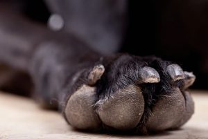 Como limpar a pata do cachorro da forma certa e garantir o bem-estar do seu pet