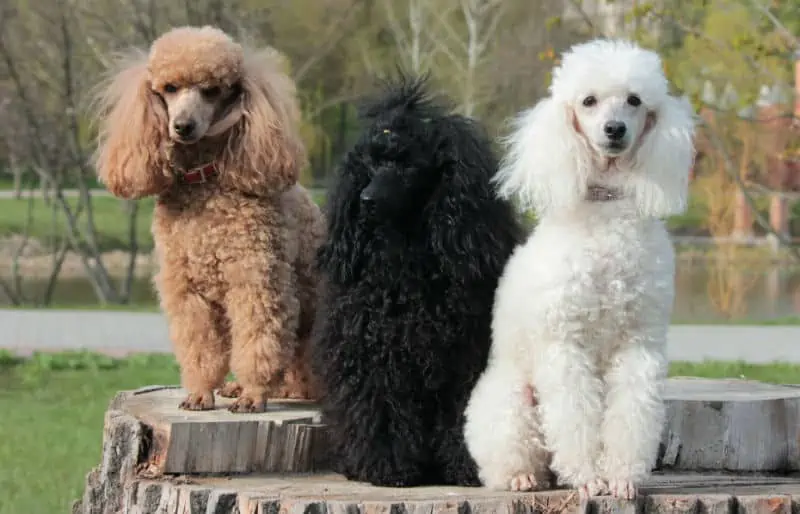 Misturas de Poodle e Labradoodle: tudo o que você precisa saber