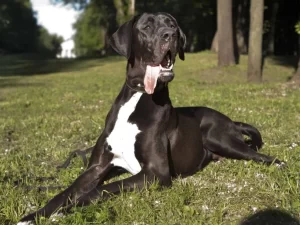 Dogue Alemão: o gigante gentil que conquista corações com amor e lealdade