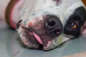 Verruga em cachorro: causas, sinais de alerta, diagnóstico e tratamento