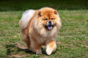 Chow Chow: O Cão de Companhia Elegante, Fiel e Imponente Que Conquista Corações