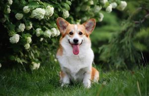 Welsh Corgi: dedicação aos tutores, alegria contagiante e independência acima da média