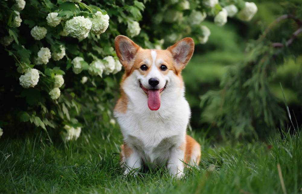 Welsh Corgi: dedicação aos tutores, alegria contagiante e independência acima da média