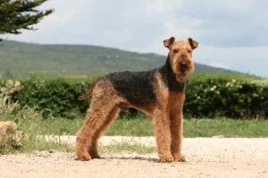Airedale Terrier: o “Rei dos Terriers” que une energia, elegância e lealdade em um só cão